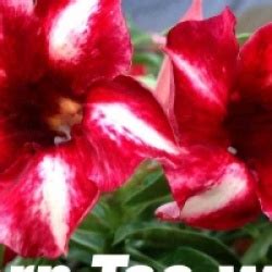 Rose du désert Pornteva Adenium obesum Pornteva