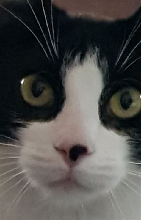 Fuck My Life Cat Blank Template Imgflip