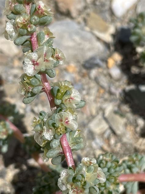 Flora Of Ladakh: An Ecological And Taxonomical Appraisal 11