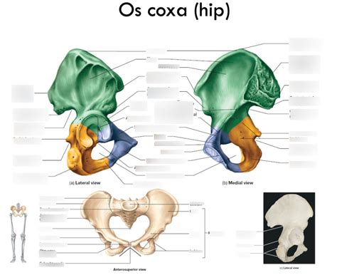 os coxa hip diagram quizlet