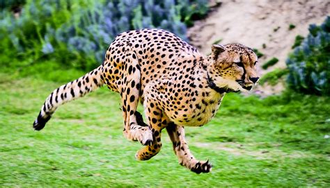 Cheetah Inspired Soft Robot Gallops With Super Speed Futurity