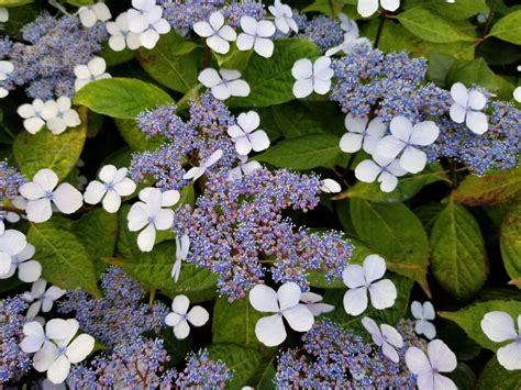 🍀 Mountain hydrangea 'Bluebird' Care 101: Water, Light & Growing Tips