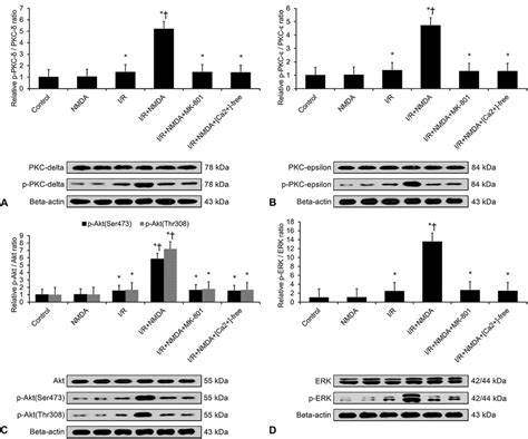 NMDAR Driven Calcium Influx Elevates Protein Kinase Expression Western