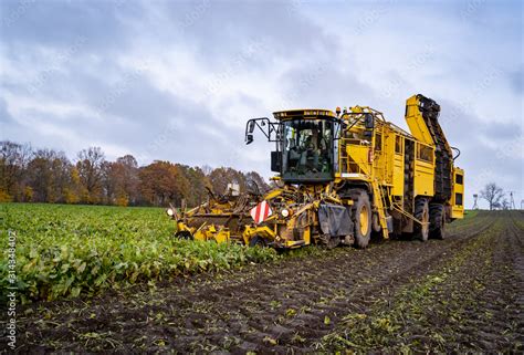 Ernten Der Zuckerr Ben Auf Einen Feld Durch Einen Vollernter Stock