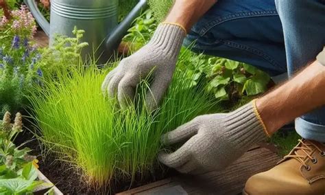 Crabgrass: The Unexpected Backyard Plant with Remarkable Health Benefits