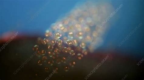 Snail eggs, light microscopy footage - Stock Video Clip - K008/4791 ...