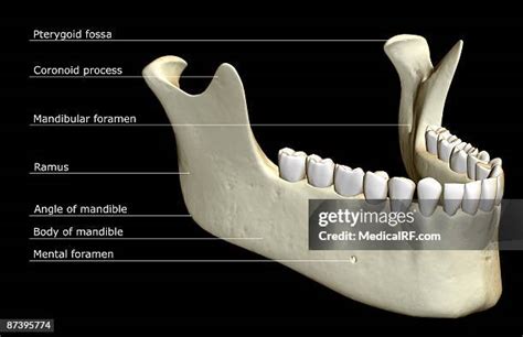Mandibular Foramen Photos And Premium High Res Pictures Getty Images