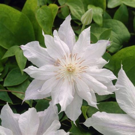 Клематис саженцы декоративных растений купить в Бресте и с доставкой ...