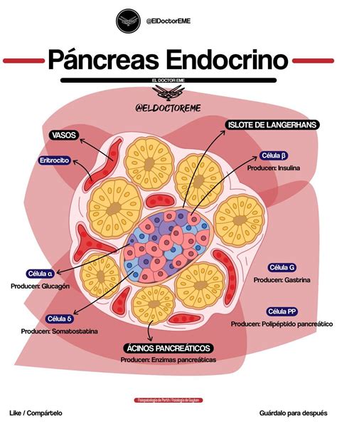 Histología Del Páncreas Células Alfa