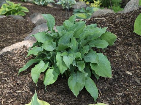 Hornbaker Gardens Inc Hosta Queen Of The Seas Large