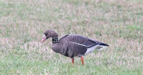 Nature In Shetland Colour Ringed And Neck Collared Geese