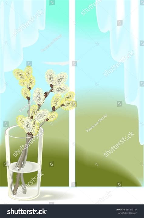 Pussy Willow Branches Glass Vase Window Stock Vector Royalty Free