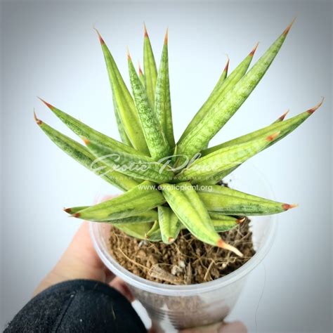 sansevieria 298 francisii yellow variegated - exoticplantshop.org