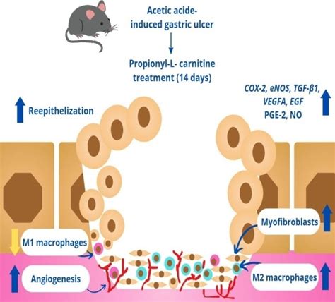 Evaluation Of Acetic Acid‐induced Chronic Gastric Ulcer Healing By Propionyl‐l‐carnitine