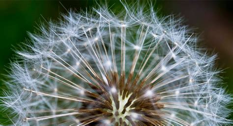 Soffione | JuzaPhoto