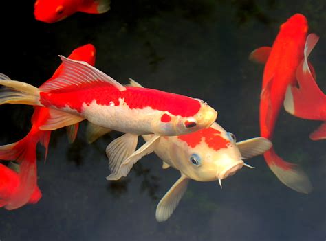 Humans are fish (read description).