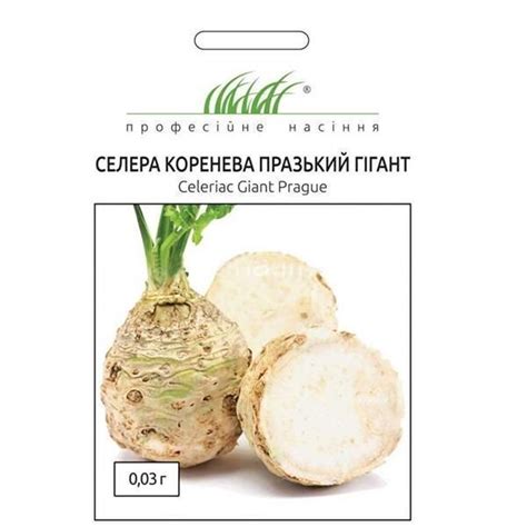 Купить семена Сельдерея корневого Пражский Гигант Цена, фото, описание ...