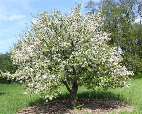 Медонос Сибири - Яблоня - Pyrus malus L.
