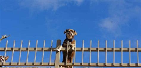 What To Do With Dogs That Jump Fences