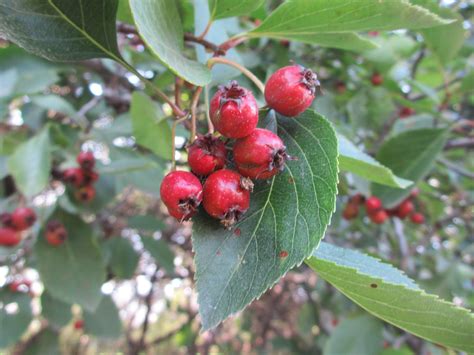 Best Fruit To Grow In Kentucky at Layla Ortega blog