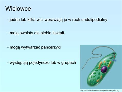 Ppt Protisty Najprostrze Organizmy Eukariotyczne Powerpoint