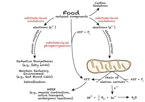 Metabolic Energy