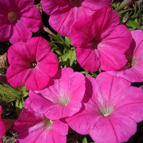 Petunia Durabloom Hot Pink Petunia From Garden Center Marketing