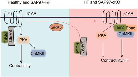 Grk Controls Sap Dependent Cardiotoxic Adrenergic Receptor Camkii