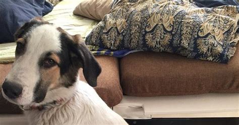 Помогите спасти собаку!!! Срочно!!! | Пикабу