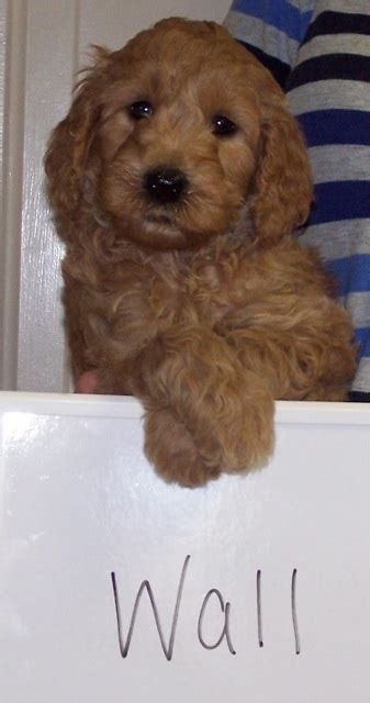 I Want This Puppy Cute Animals Puppies Pets