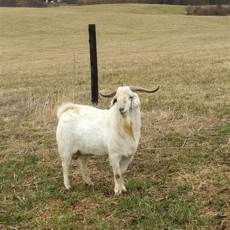 Savanna Goats Voogt Farms