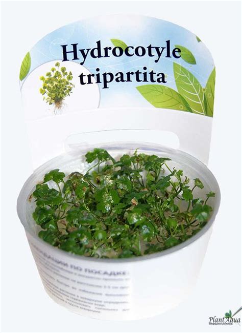 Гидрокотила Трипартита