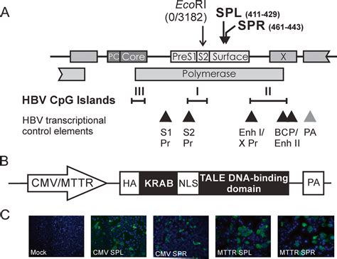 Inhibition Of Replication Of Hepatitis B Virus Using Transcriptional