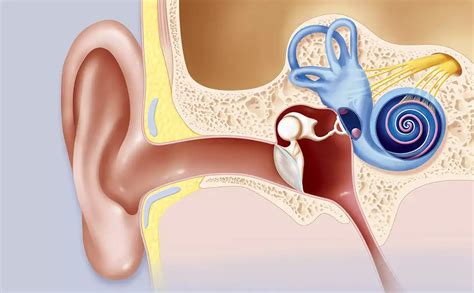 Orta Kulak Enfeksiyonu Otitis Media Zel Ankaya Hastanesi