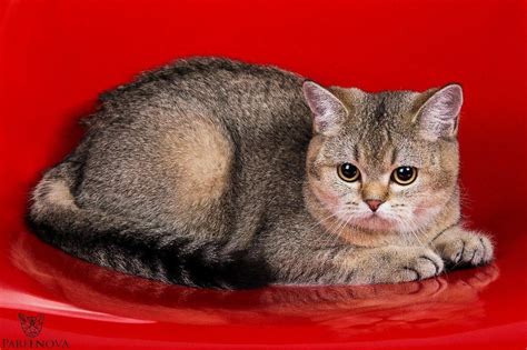 Скоттиш страйт окрас золотая - картинки и фото koshka.top