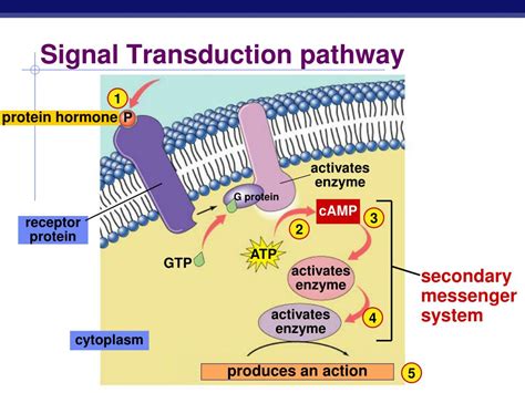 endocrine system hormones powerpoint