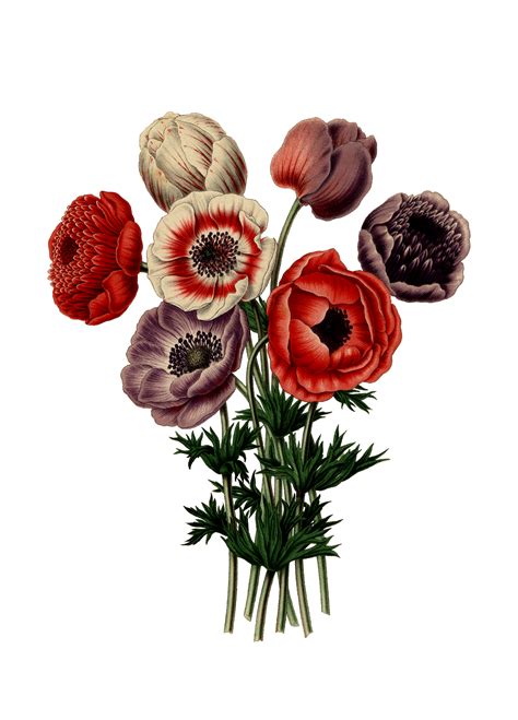 Anemone Flowers Vintage Art Free Stock Photo - Public Domain Pictures