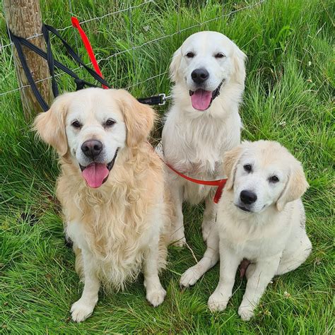 Golden retrievers gather in Scottish highlands