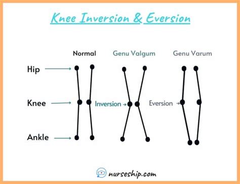 Inversion Vs Eversion In Anatomy Nurseship