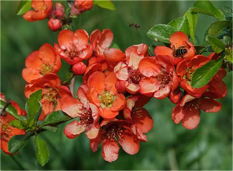 Chaenomeles japonica - Изображение особи - Плантариум