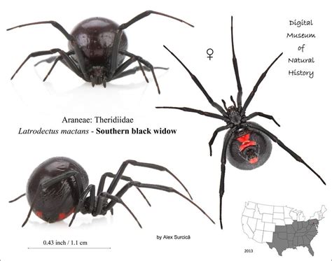 Black Widow Web Black Widow Spider Spider Identification Chart Amphibians Mammals Low