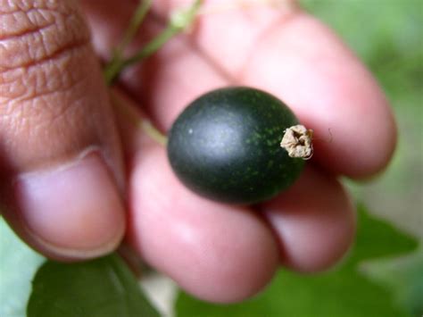 Melothria Pendula
