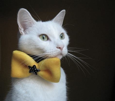 Best Images About Cats In Bow Ties On Pinterest Cats Scottish