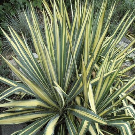Yucca plant care according to an indoor plant expert | Homes and Gardens