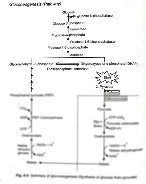 Solution Gluconeogenesis Pathway Studypool