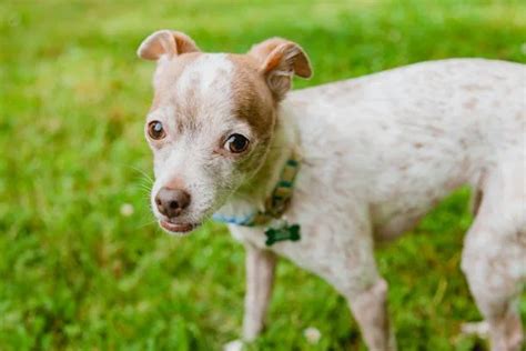 Rat Terrier Chihuahua Mix Adopt Now The Chihuahua Guide