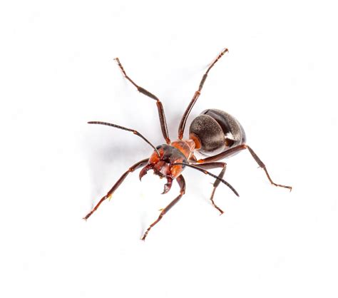 Premium Photo Red Wood Ant Formica Rufa Or Southern Wood Ant Isolated