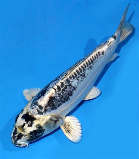 Live Koi Fish 10 11 White Kikokuryu Ghost Koibay Koi Fish Koi Koi Carp