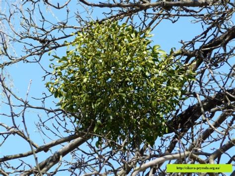 Що таке омела? | Цікаво знати. Світ цікавих фактів