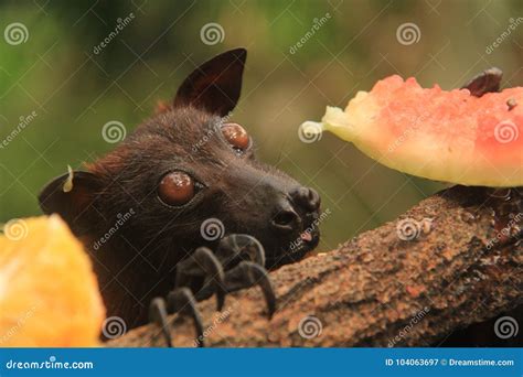 Flying Fox Eating